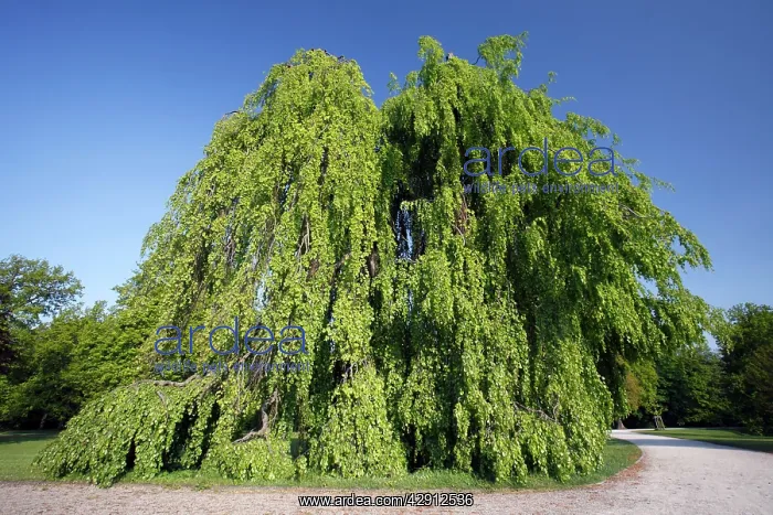 : Beech Tree - hanging variety - in park - springtime : Beech Tree - hanging variety - in park - springtime