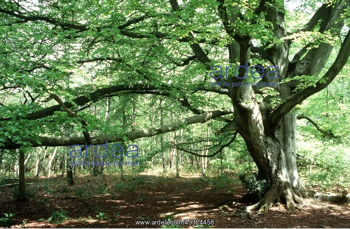 : BEECH TREE - also known as Witches Beech : BEECH TREE - also known as Witches Beech