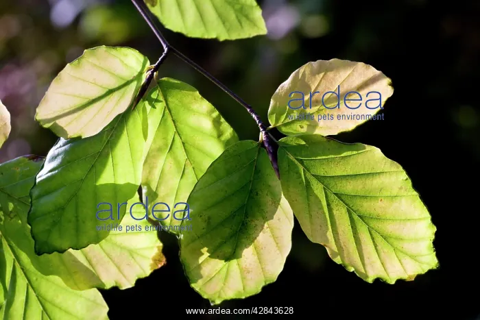 : Beech Tree - leaves : Beech Tree - leaves