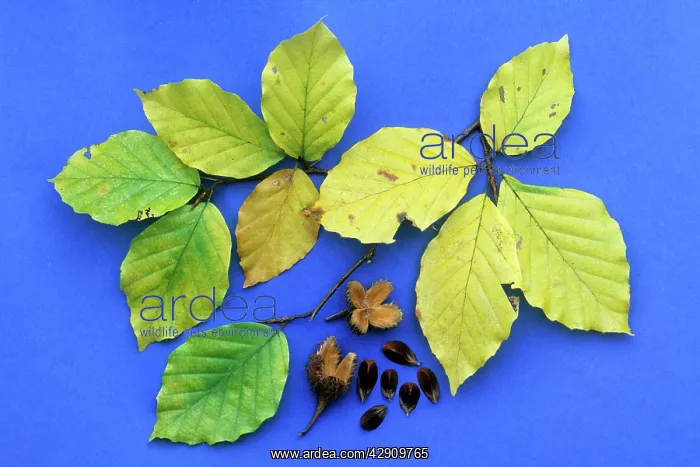 : Beech Tree - leaves and beech mass fruits in autumn : Beech Tree - leaves and beech mass fruits in autumn