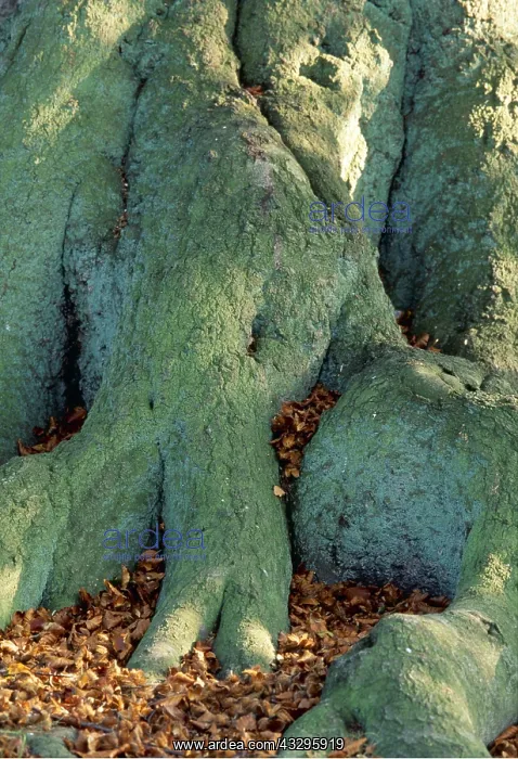 : Beech TREE - Lower trunk and roots : Beech TREE - Lower trunk and roots