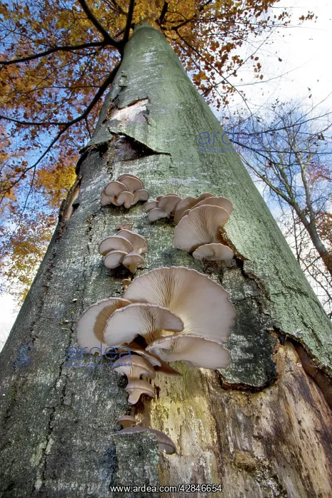 : Beech Tree - Oyster mushroom (Pleurotus ostr) : Beech Tree - Oyster mushroom (Pleurotus ostr)