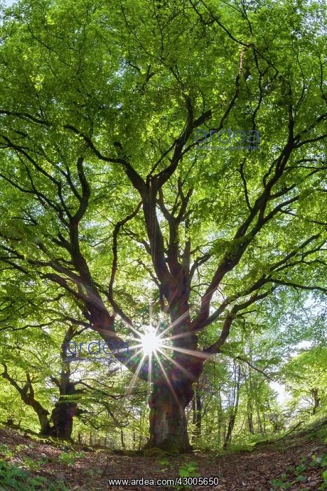: Beech Tree, picture taken against the light and : Beech Tree, picture taken against the light and