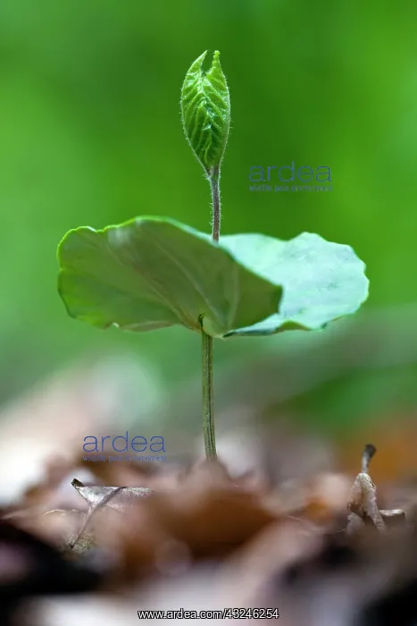 : Beech Tree, seedling germinating in woodland, Hessen : Beech Tree, seedling germinating in woodland, Hessen