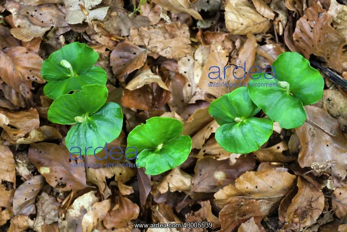 : Beech Tree, seedlings germinating on woodland floor, Germany : Beech Tree, seedlings germinating on woodland floor, Germany