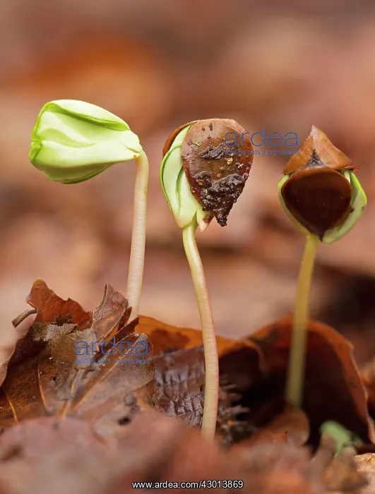 : Beech Tree seedlings growing under the dense shade of beech : Beech Tree seedlings growing under the dense shade of beech