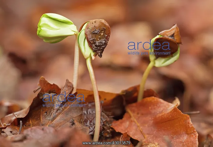 : Beech Tree seedlings growing under the dense shade of beech : Beech Tree seedlings growing under the dense shade of beech