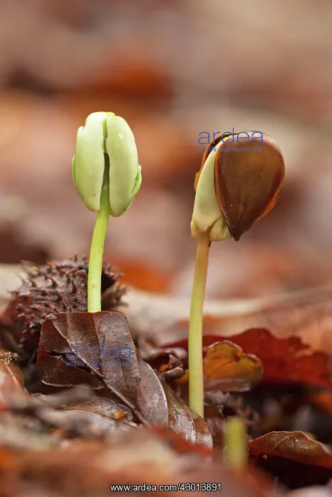 : Beech Tree seedlings growing under the dense shade of beech : Beech Tree seedlings growing under the dense shade of beech