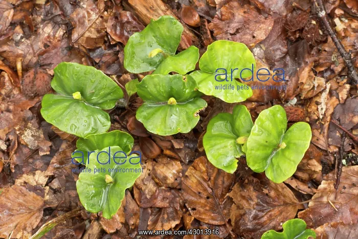 : Beech Tree seedlings growing under the dense shade of beech : Beech Tree seedlings growing under the dense shade of beech