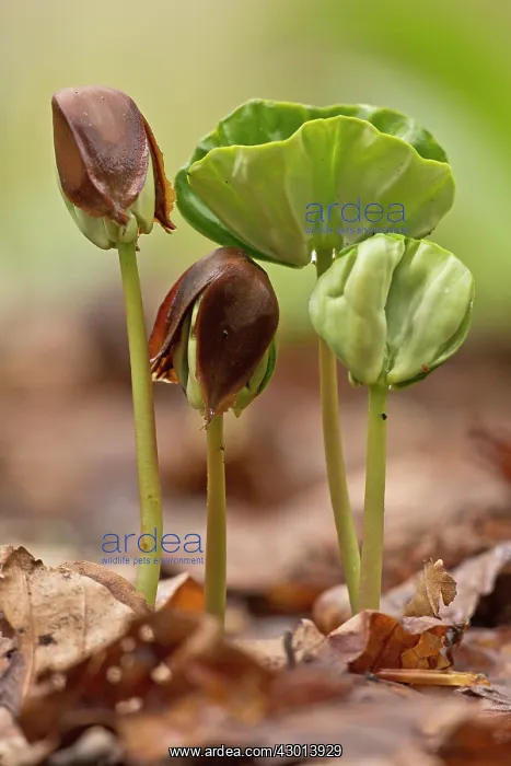 : Beech Tree seedlings growing under the dense shade of beech : Beech Tree seedlings growing under the dense shade of beech