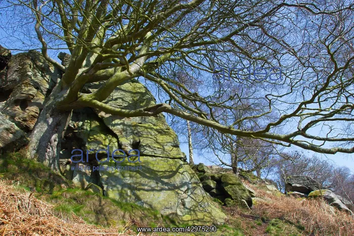  : Beech Tree - amongst Shaftoe Crags