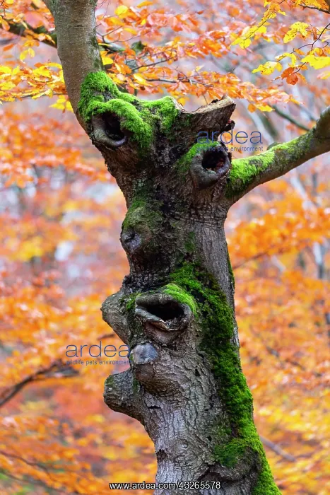 : Beech Tree Stem, in the form of a head with eyes : Beech Tree Stem, in the form of a head with eyes
