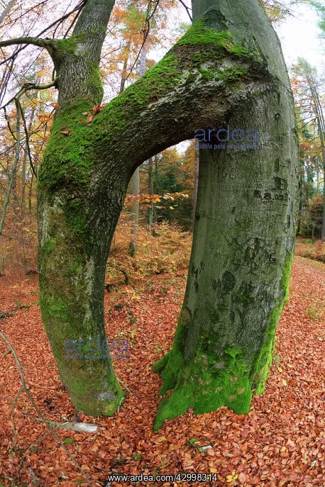 : Beech Tree Stems - fused together during the growing : Beech Tree Stems - fused together during the growing