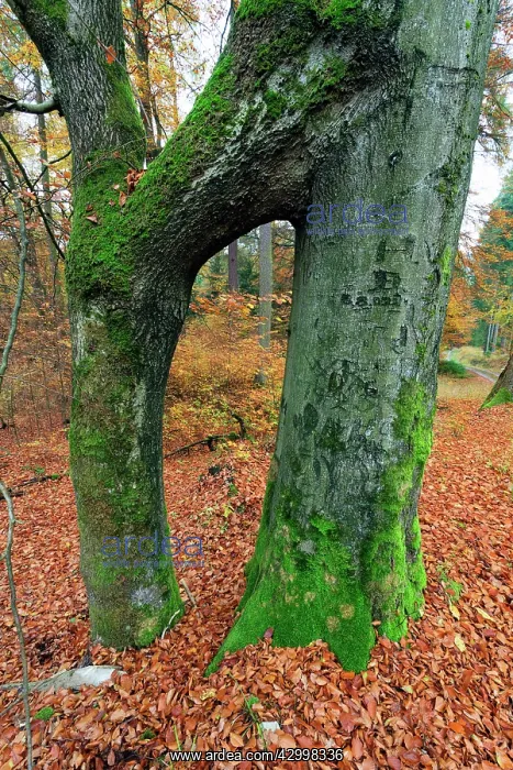 : Beech Tree Stems - fused together during the growing : Beech Tree Stems - fused together during the growing