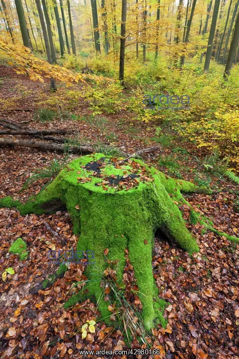  : Beech Tree - stump covered in moss in woodland