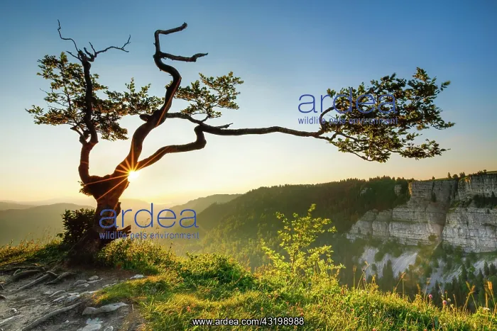 : Beech tree at sunrise, Neuchtel, Switzerland, Europe : Beech tree at sunrise, Neuchtel, Switzerland, Europe