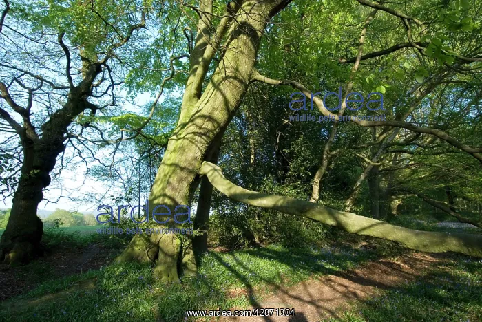 : Beech Tree - on woodland boundary bank : Beech Tree - on woodland boundary bank
