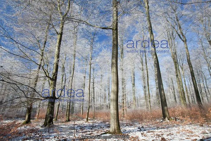 : Beech Tree - woodland covered in frost : Beech Tree - woodland covered in frost