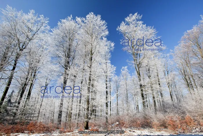 : Beech Tree - woodland covered in frost : Beech Tree - woodland covered in frost