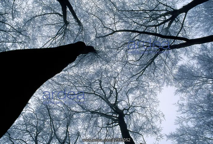: Beech Trees : Beech Trees
