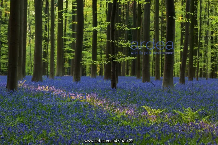 : Beech trees : Beech trees