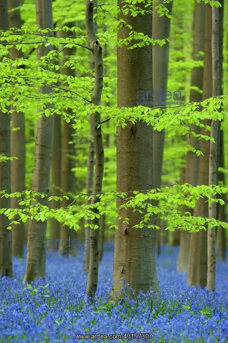 : Beech trees : Beech trees