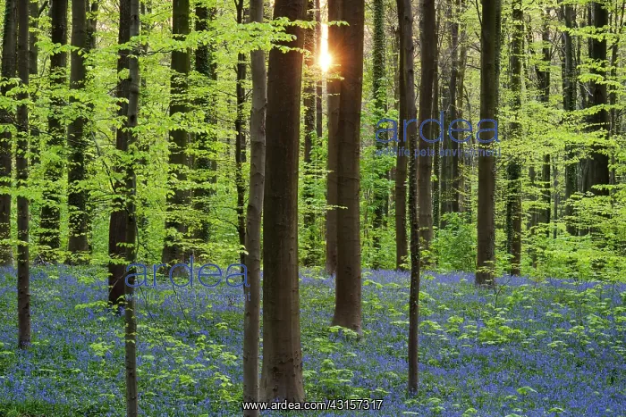 : Beech trees : Beech trees