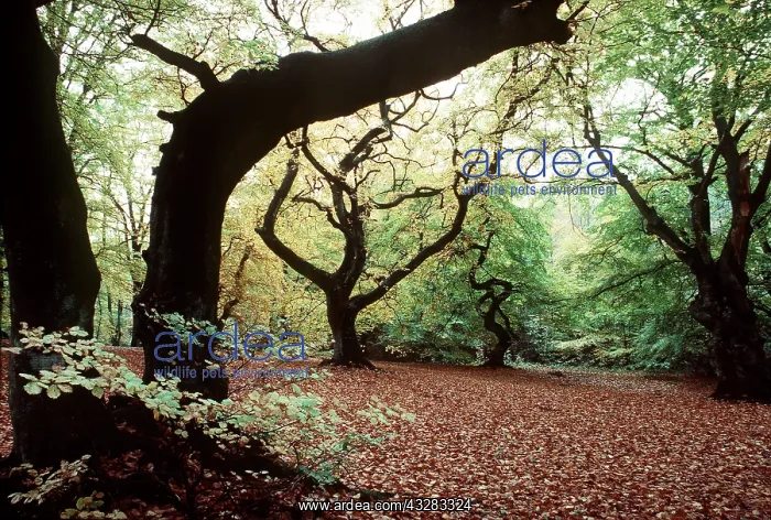 : BEECH TREES : BEECH TREES