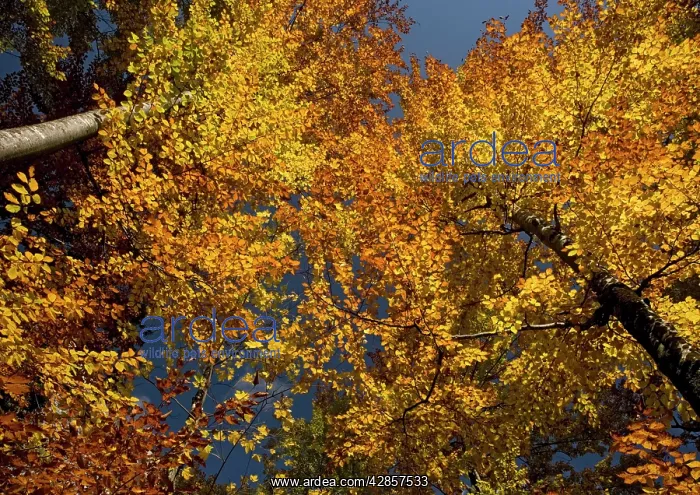 : Beech Trees - In Autumn : Beech Trees - In Autumn