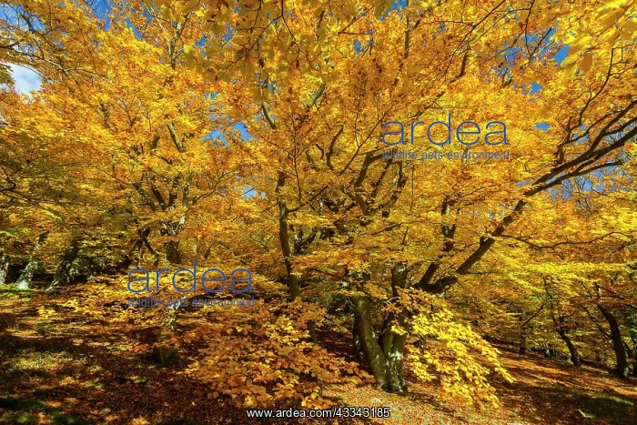 : Beech Trees, in autumn colour, Kellerwald national : Beech Trees, in autumn colour, Kellerwald national