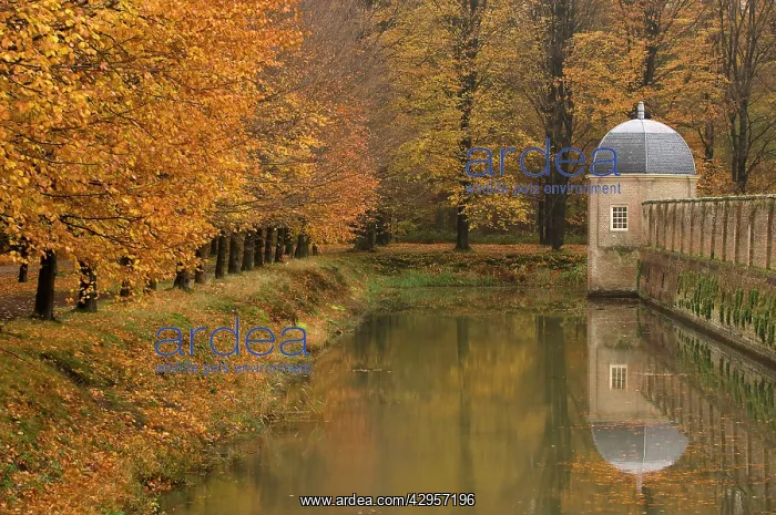 : Beech Trees - Autumn colours : Beech Trees - Autumn colours