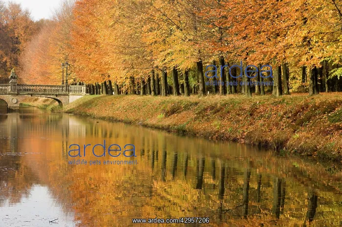 : Beech Trees - Autumn colours - Moat with castle bridge : Beech Trees - Autumn colours - Moat with castle bridge