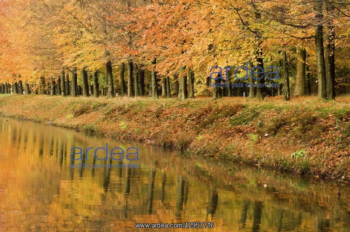 : Beech Trees - Autumn colours - along river bank : Beech Trees - Autumn colours - along river bank