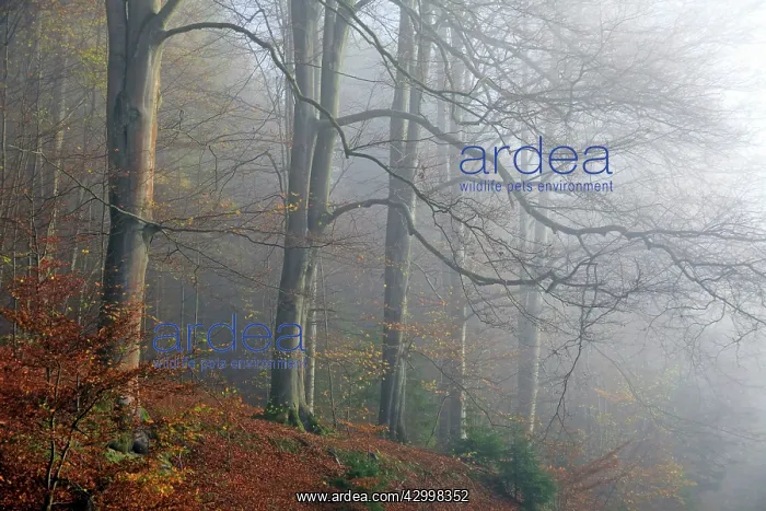 : Beech Trees - in autumn morning mist Bramwald Forest : Beech Trees - in autumn morning mist Bramwald Forest