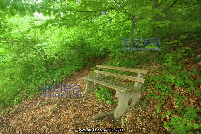: Beech Trees - bench seat located on a clearing : Beech Trees - bench seat located on a clearing