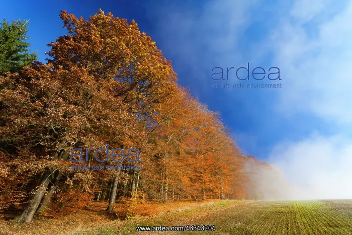 : Beech Trees, on edge of arable land with morning : Beech Trees, on edge of arable land with morning