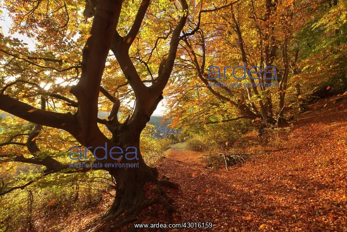 : Beech Trees with falling leaves in forest Autumn : Beech Trees with falling leaves in forest Autumn