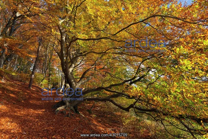 : Beech Trees in forest Autumn : Beech Trees in forest Autumn