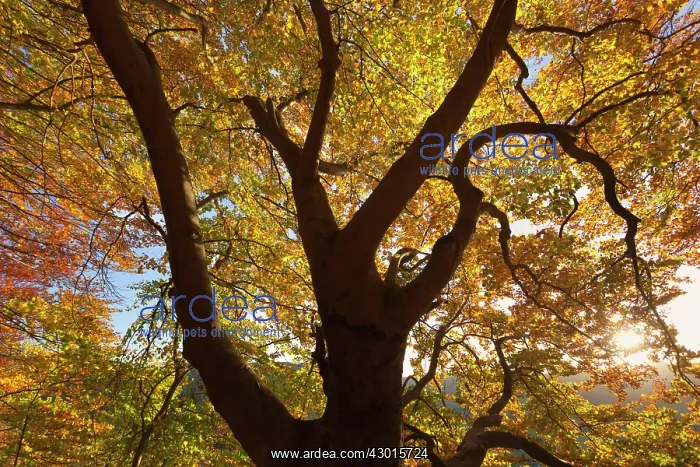 : Beech Trees in forest Autumn : Beech Trees in forest Autumn
