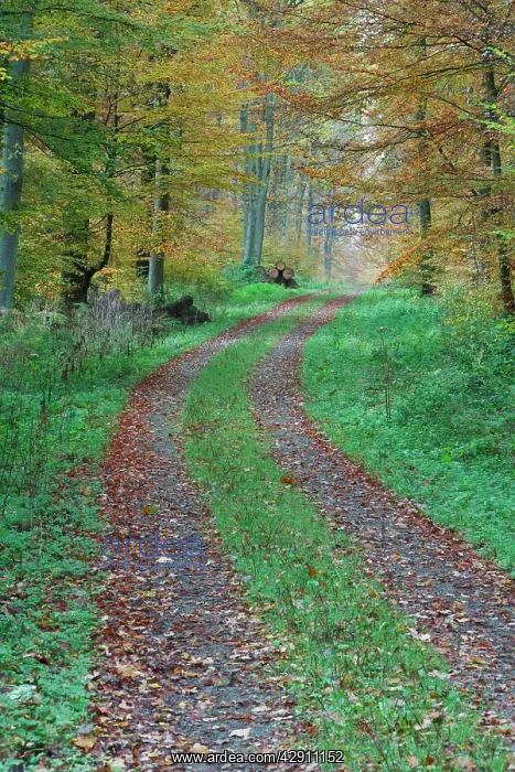 : Beech Trees - forest and woodland track : Beech Trees - forest and woodland track