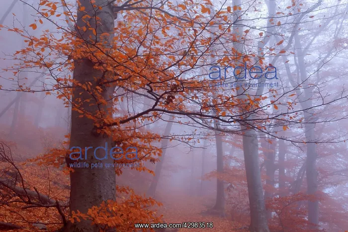 : Beech Trees - morning fog in beech forest with : Beech Trees - morning fog in beech forest with