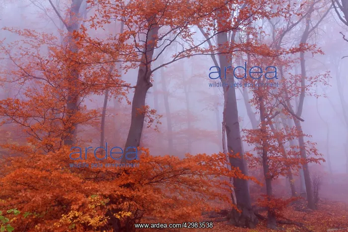 : Beech Trees - morning fog in beech forest with : Beech Trees - morning fog in beech forest with