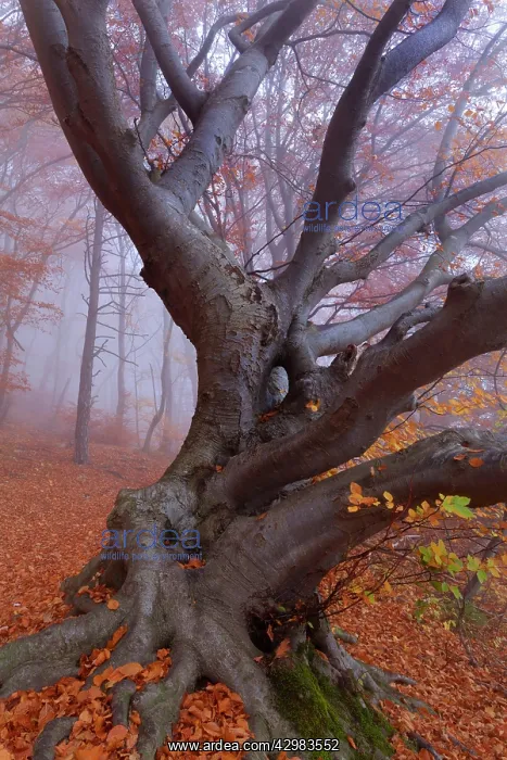 : Beech Trees - morning fog in beech forest with : Beech Trees - morning fog in beech forest with