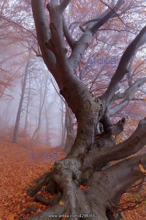 : Beech Trees - morning fog in beech forest with : Beech Trees - morning fog in beech forest with