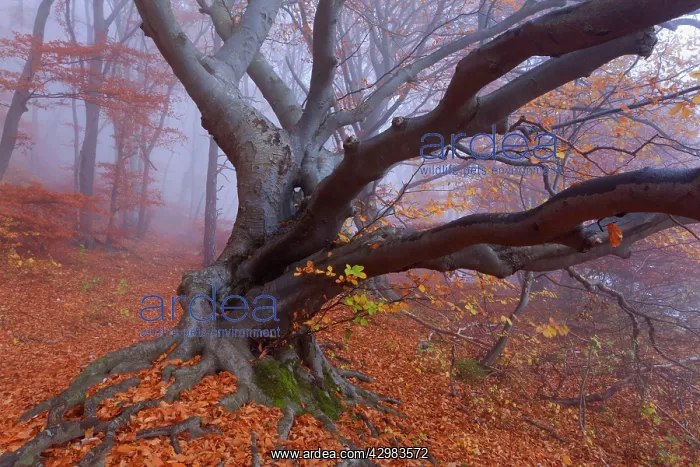 : Beech Trees - morning fog in beech forest with : Beech Trees - morning fog in beech forest with