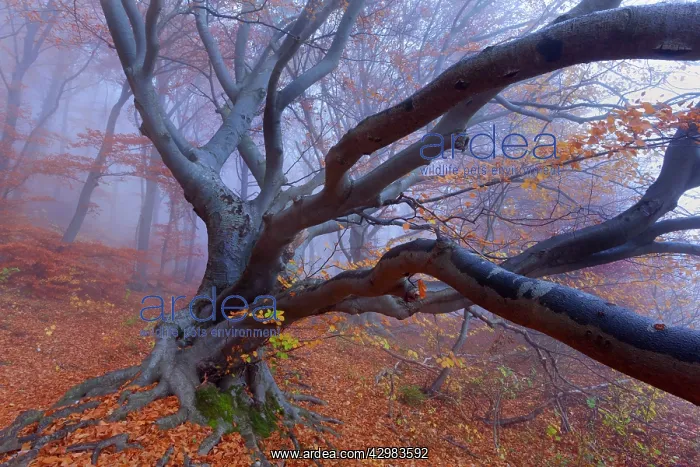 : Beech Trees - morning fog in beech forest with : Beech Trees - morning fog in beech forest with