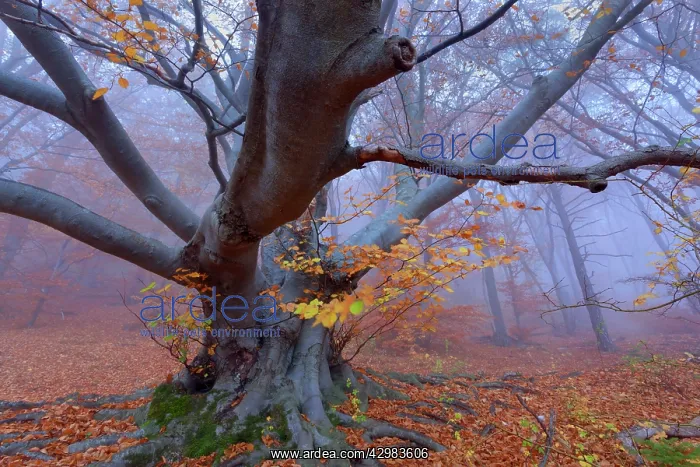 : Beech Trees - morning fog in beech forest with : Beech Trees - morning fog in beech forest with