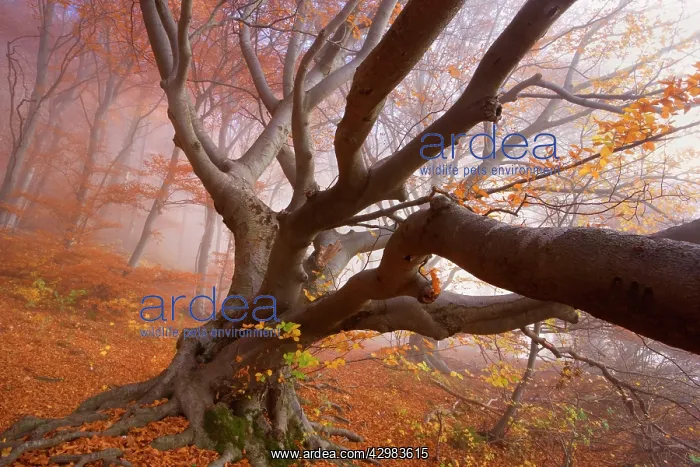: Beech Trees - morning fog in beech forest with : Beech Trees - morning fog in beech forest with