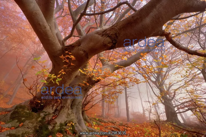 : Beech Trees - morning fog in beech forest with : Beech Trees - morning fog in beech forest with
