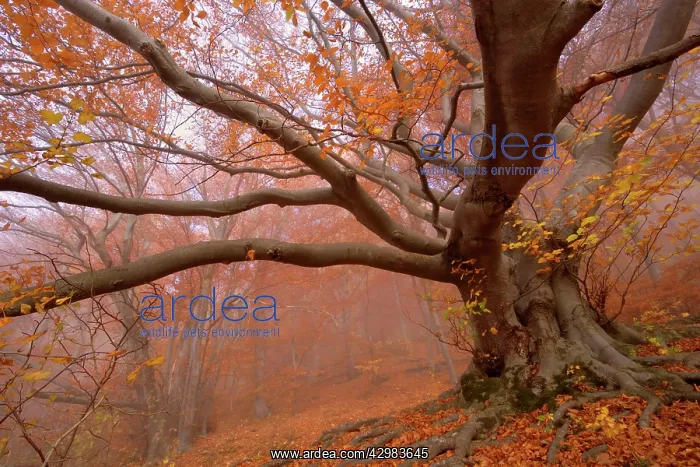 : Beech Trees - morning fog in beech forest with : Beech Trees - morning fog in beech forest with